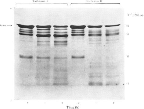 PLATE 6