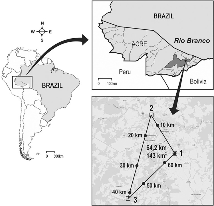 Municipality of Rio Branco, state of Acre, Brazil. Inset shows a satellite image with the distances among the three study areas where sandflies were collected (two collecting points were performed in each area; not indicated in the image). (1) Area I - Chico Mendes Municipal Park (10º02’135’’S, 67º47’716’’W) situated in the Vila Acre district. The park occupies an area of 52 ha and is located along the highway AC-040 and 10 km from the city of Rio Branco. It is considered one of the last remaining areas of primary forest with very important representative species of fauna and flora. (2) Area II - Bosque district (09º55’802’’S, 67º51’763’’W) represents an urban area located near the centre of Rio Branco, where houses have been constructed very close to the Amazon forest with the presence of domestic and wild animals in peri-domicile areas. (3) Area III - Moreno Maia settlement (10º10’357’’S, 67º55’505’’W) is situated along Transacreana Road and represents a rural area far away from the centre of Rio Branco, where the few existing residences are situated near forest with the maintenance of domestic animals in the peri-domicile areas. Source: Rio Branco (67º49’52”S and 9º59’11”W), Google Maps. Image from HM Nogueira Diniz; production service and image treatment, IOC, Fiocruz.