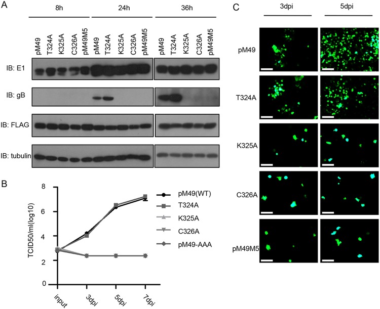 FIG 6