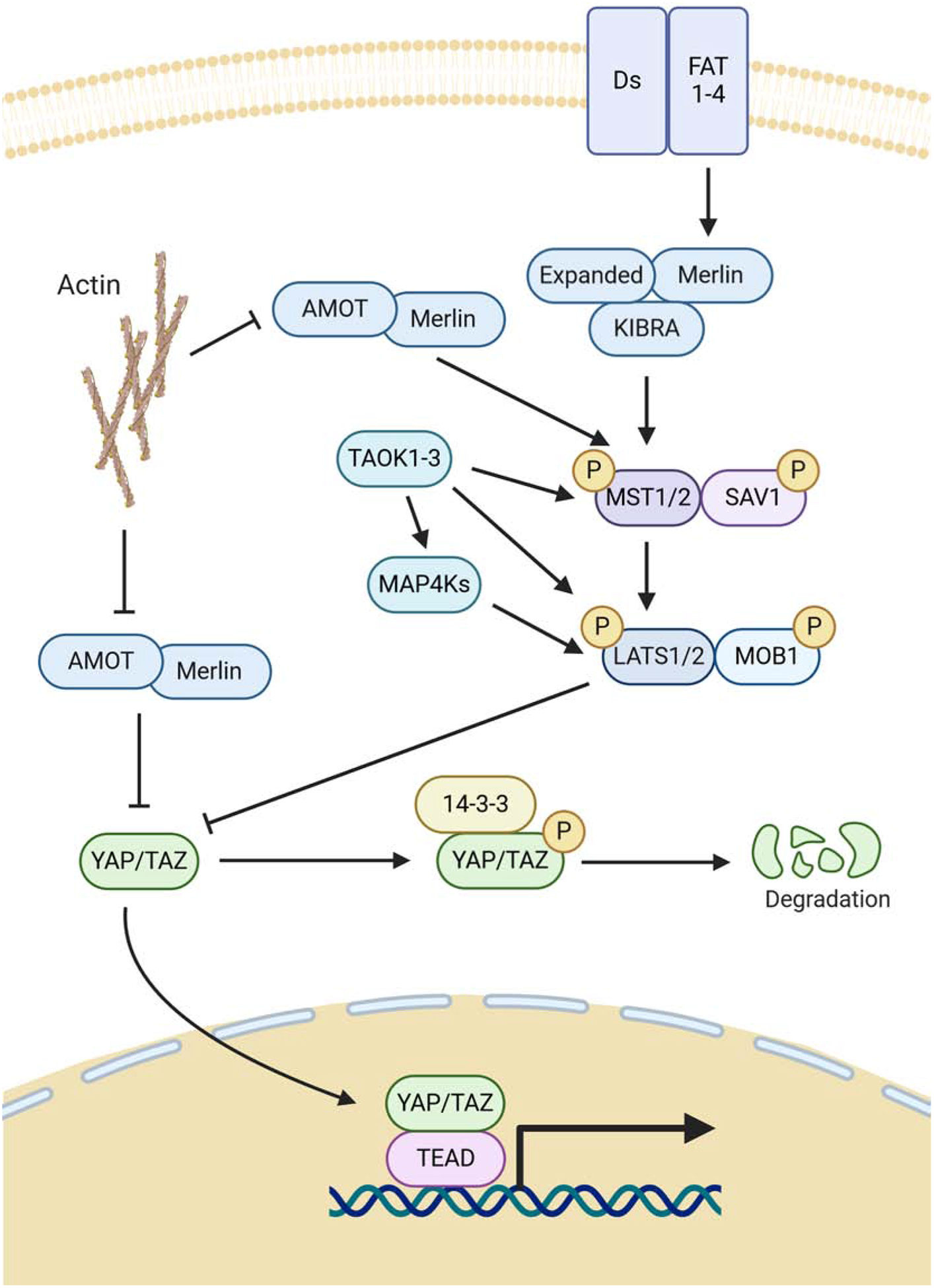 Figure 2 –