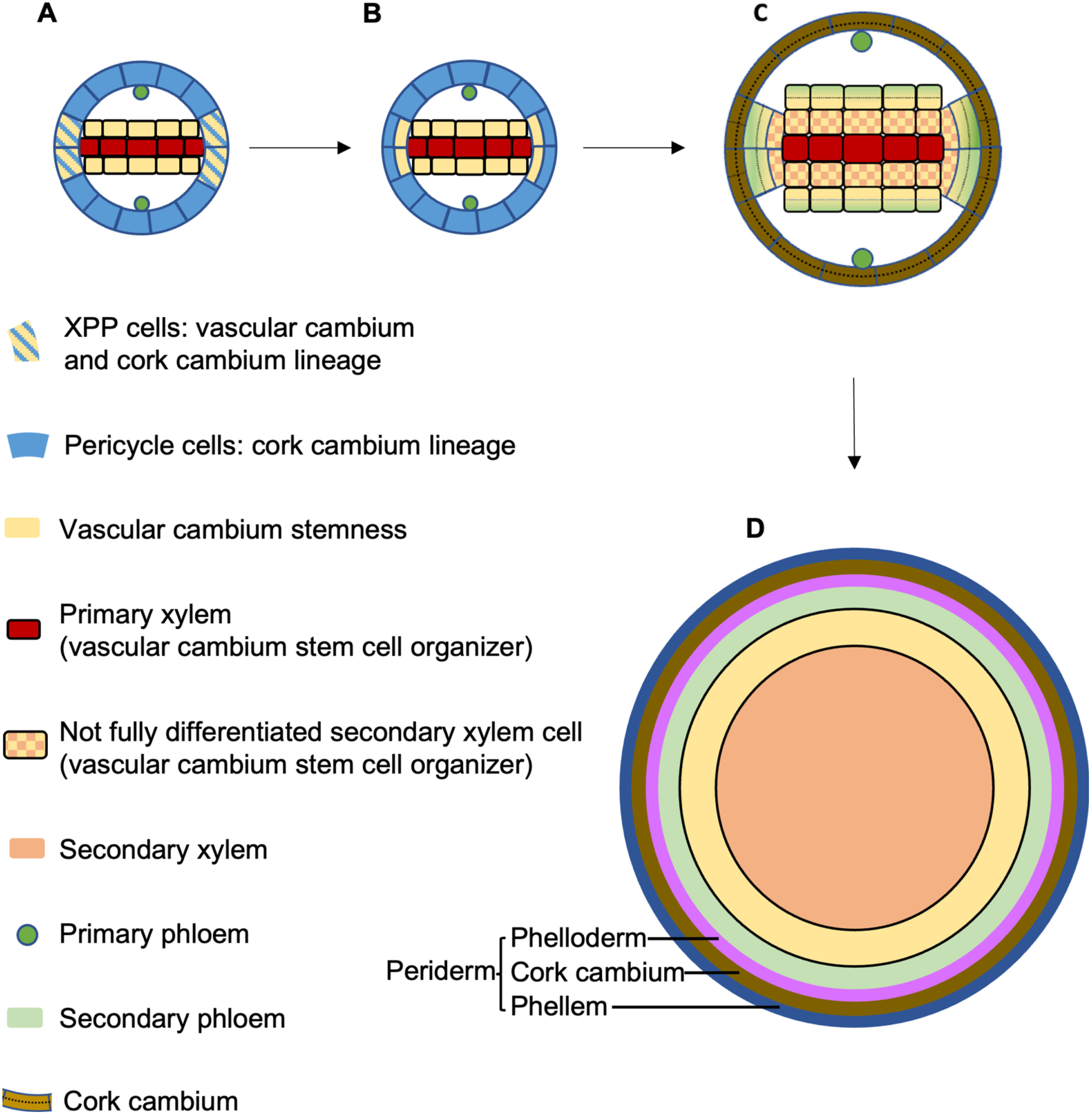 Figure 3. Secondary growth of the Arabidopsis root. XPP cells can give rise to both vascular cambium and cork cambium (A). Upon secondary growth activation, XPP cells undergo periclinal cell division. The XPP-daughter cell and procambium cells adjacent to the primary xylem act as vascular cambium stem cells. The XPP-daughter cell not in contact with the primary xylem, as well as other pericycle cells, give rise to cork cambium (B). Cells with xylem identity (primary xylem cells or, during subsequent cell division, not yet terminally differentiated secondary xylem cells) act as adjacent vascular cambium stem cell organizers. The organizer activates cell division of the vascular cambium stem cell and ensures the organizer-adjacent daughter cell maintains vascular cambium stemness while the other daughter cell differentiates into protophloem (C). The organizer eventually fully differentiates and undergoes programed cell death. The organizer-adjacent vascular stem cell then acquires xylem identity and acts as a new organizer. After vascular cambium formation starts, cork cambium formation initiates from tangential divisions of XPP pericycle cells, followed by periclinal cell divisions of pericycle cells that give rise to cork cambium cells (C). Divisions of cork cambium cells eventually give rise to periderm surrounding the concentric structure of the secondary xylem, vascular cambium and secondary phloem (D).