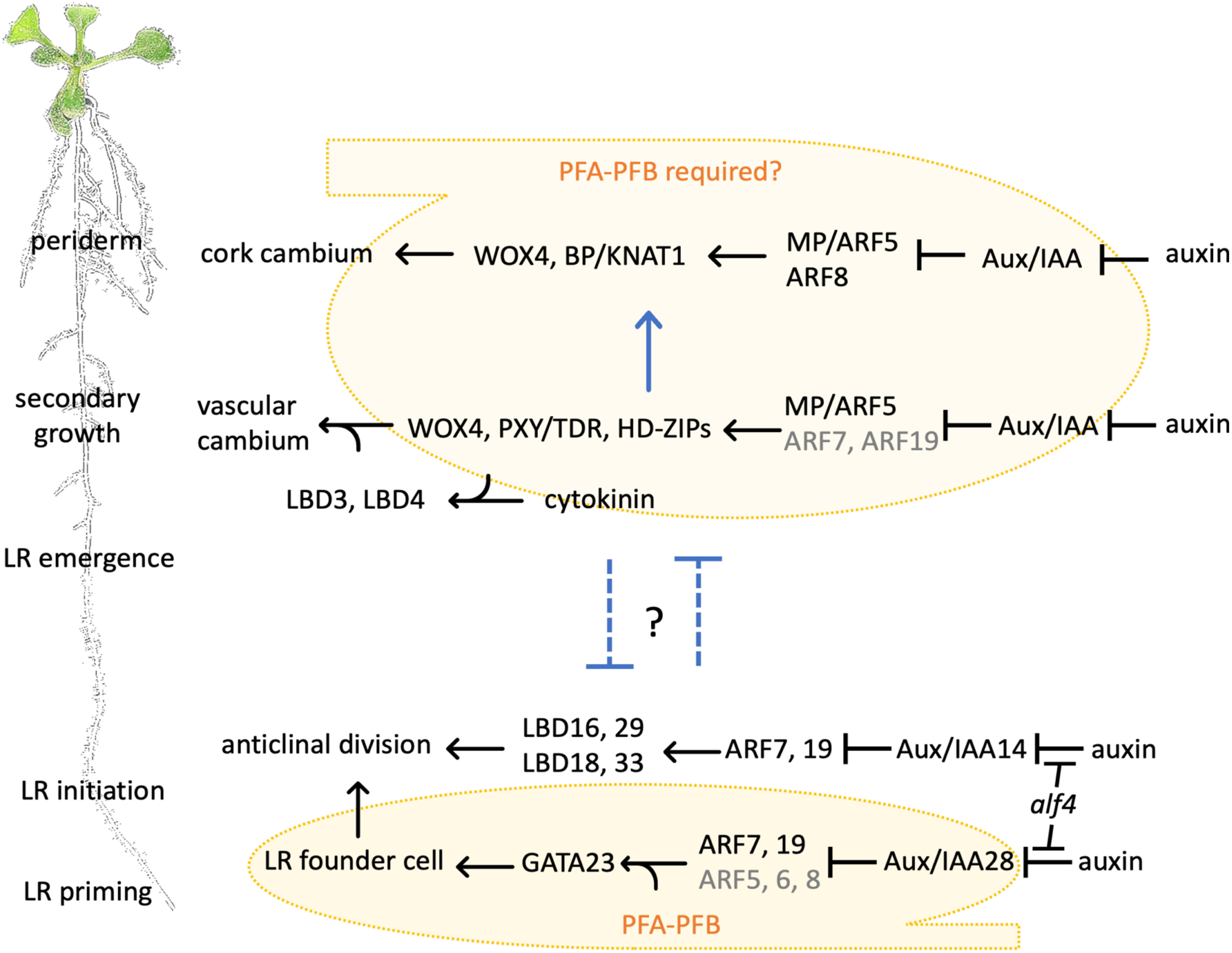 Figure 2. During root development, pericycle cell division gives rise to LRs, vascular cambium and periderm. LR development starts early and close to the primary root tip and is deemed the primary functional output of pericycle cell division. In the aged part of the root, pericycle cells are activated to divide, giving rise to two types of secondary meristems: vascular cambium and cork cambium. Yellow: PFA-PFB-conferred cell division competence. Blue arrow and inhibitory arrows: promotive or inhibitory effect between the developmental programs.