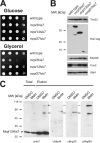 FIGURE 4.