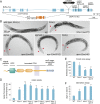 Figure 1—figure supplement 1.