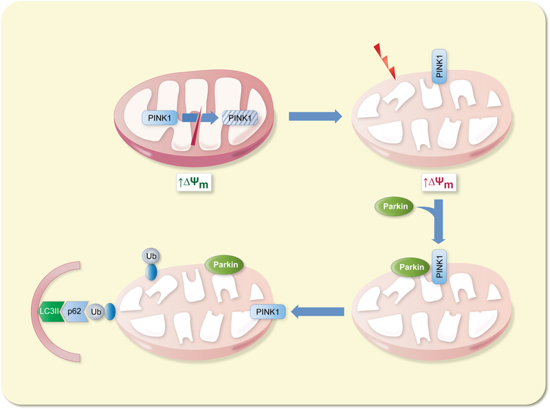 Figure 3 –