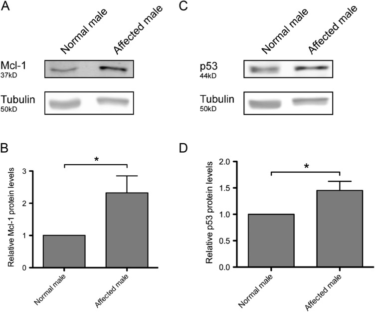 Figure 3