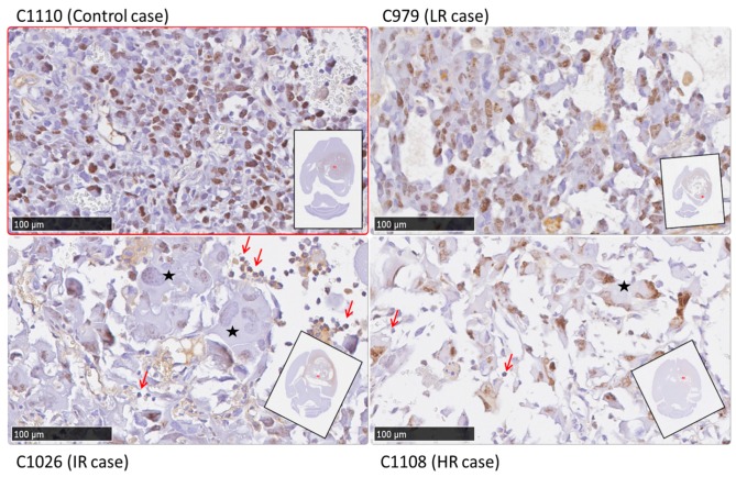 Figure 10