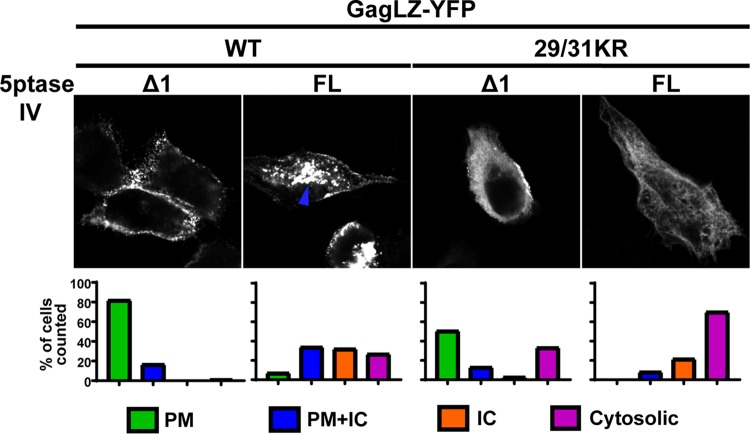 FIG 9