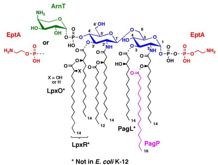 FIGURE 1