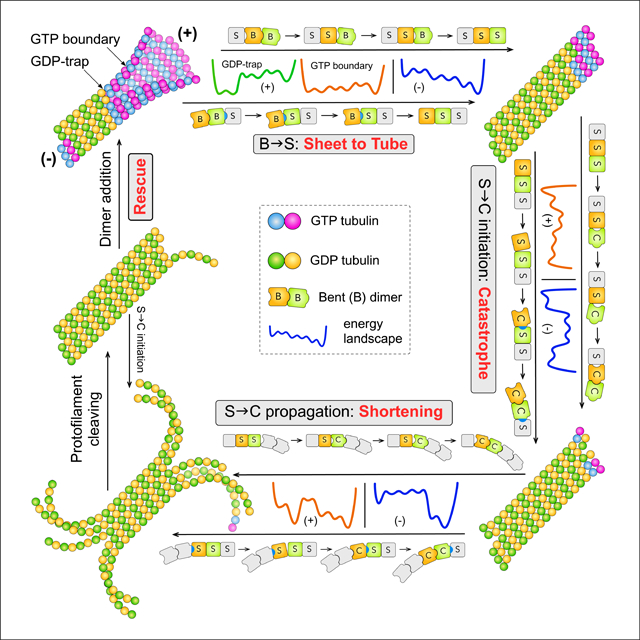 graphic file with name nihms-1635330-f0001.jpg