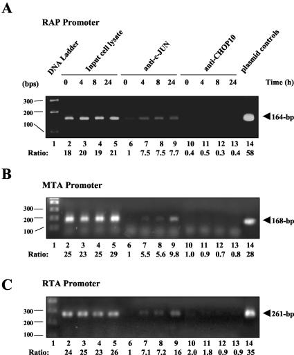 FIG. 12.