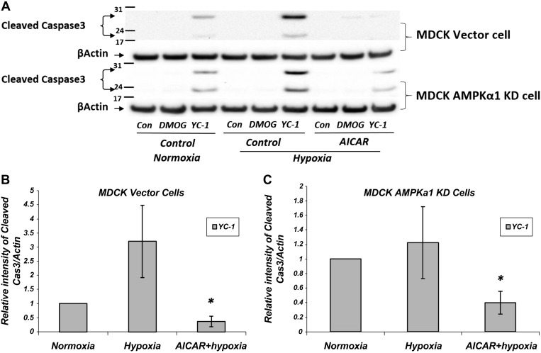 Fig. 12.