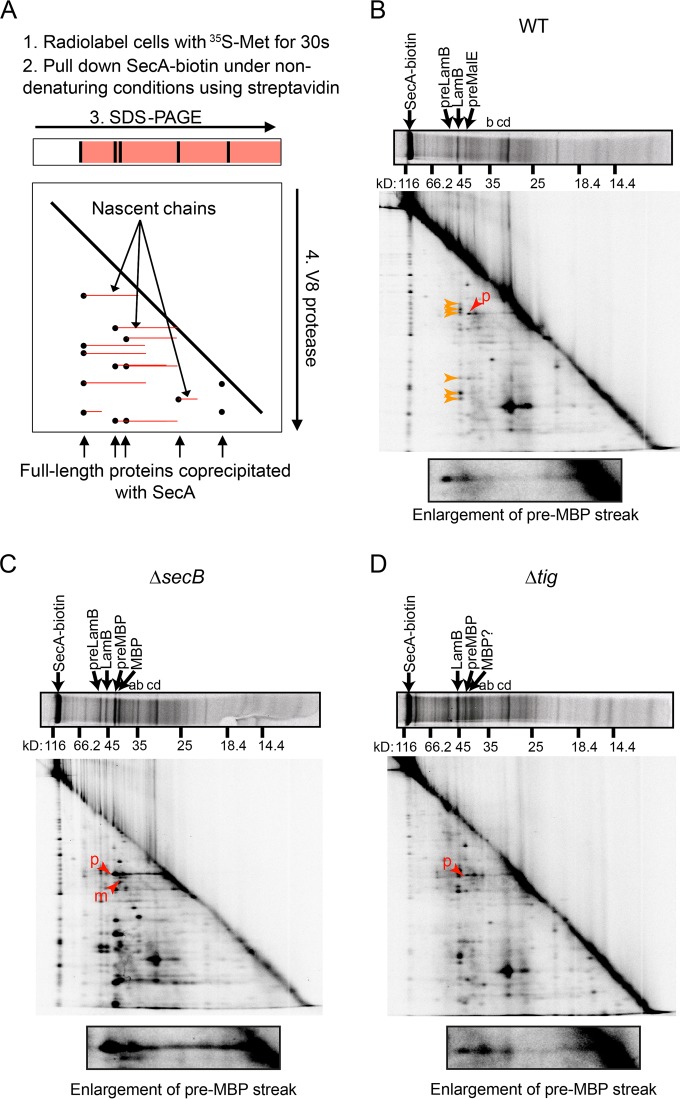 FIG 2