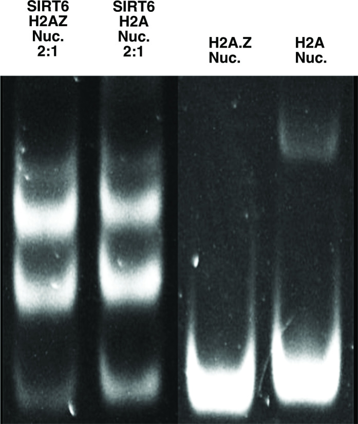 Figure 3—figure supplement 3.