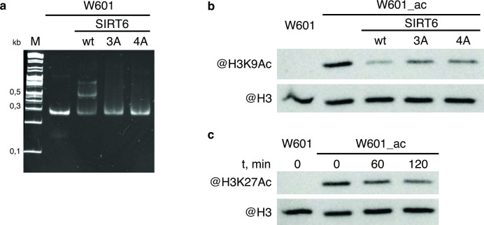 Figure 3—figure supplement 1.