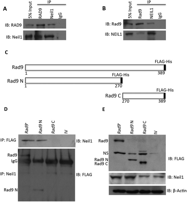 Figure 7.