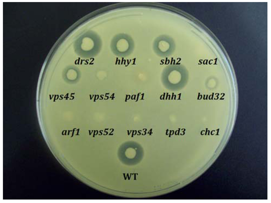 Fig. 3