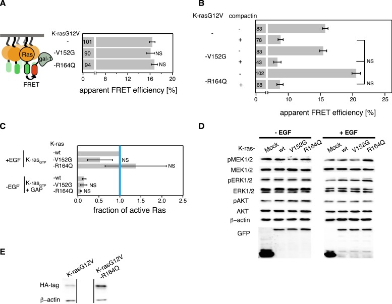 Figure 6—figure supplement 1.