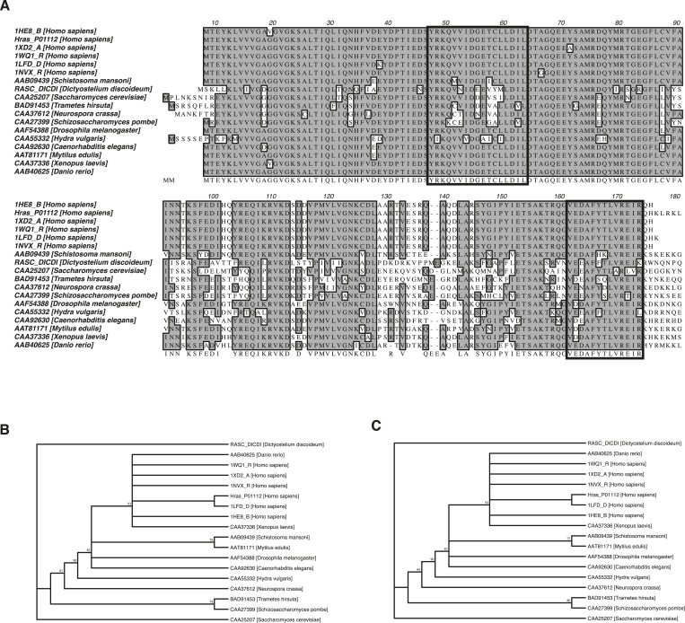 Figure 3—figure supplement 1.