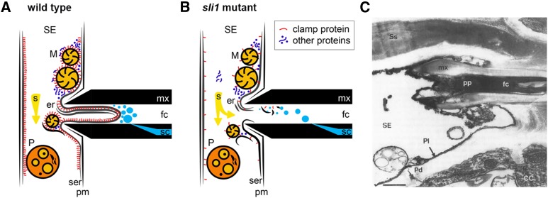 Figure 7.