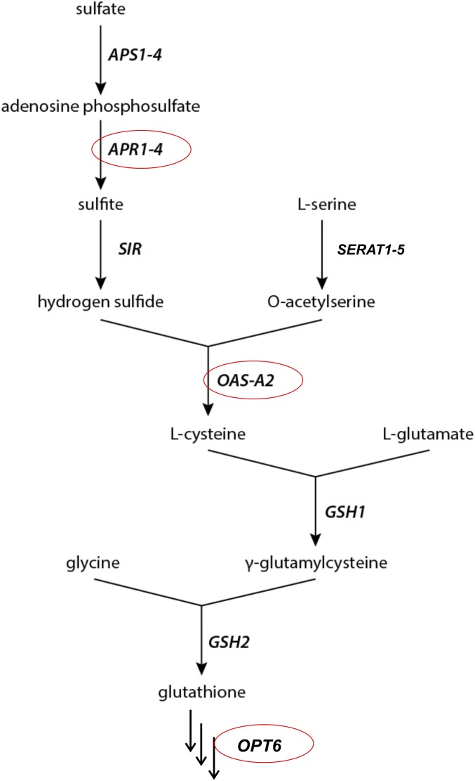 Fig. S4.