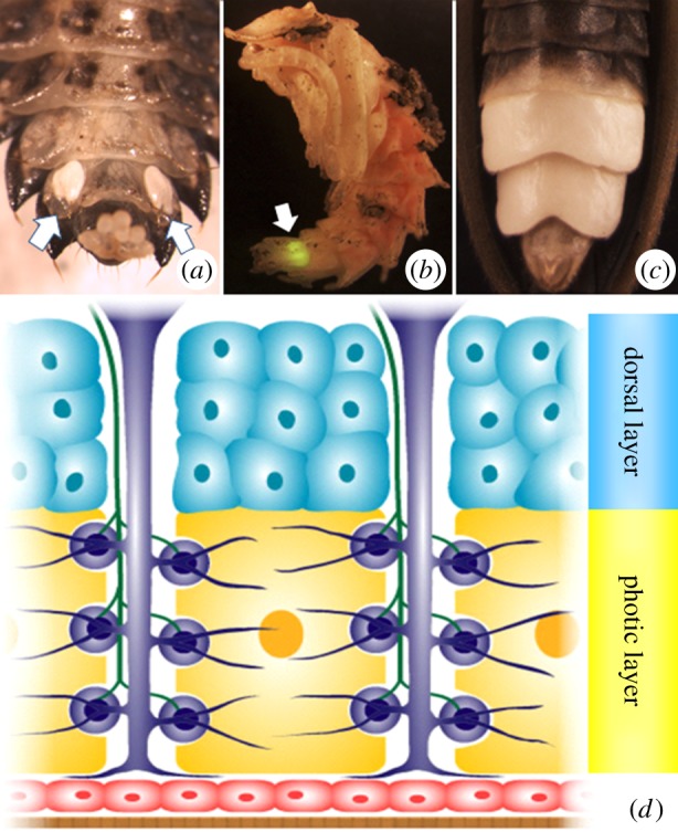 Figure 1.