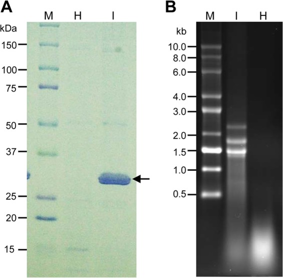 FIG 1