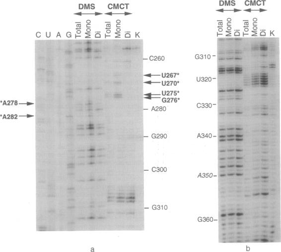 graphic file with name pnas01133-0348-a.jpg