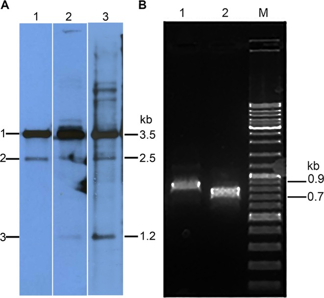 Figure 6.