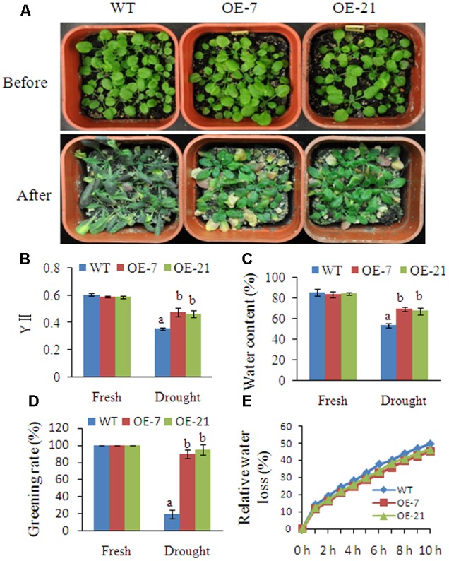 FIGURE 6