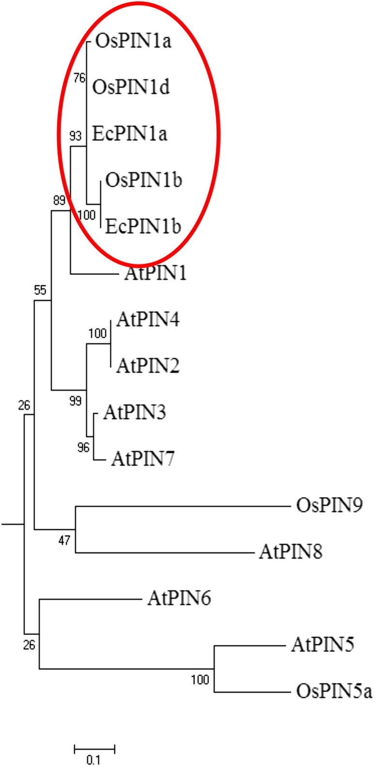 Fig. 6