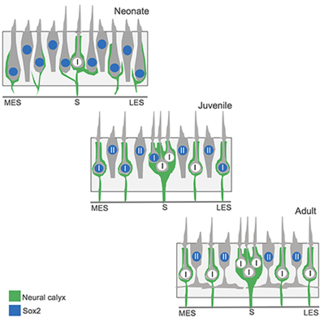 graphic file with name nihms-1520747-f0011.jpg