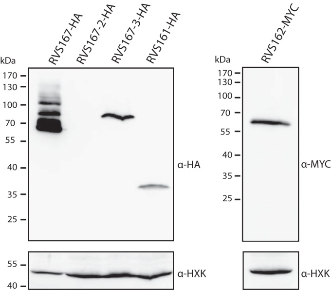 FIG 2