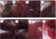 Fig. 8