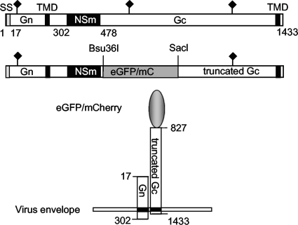 FIG. 1.