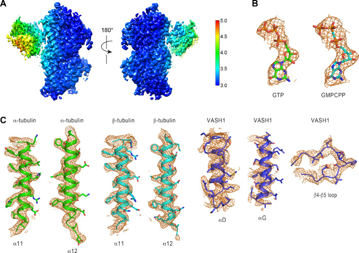 Figure 2—figure supplement 1.