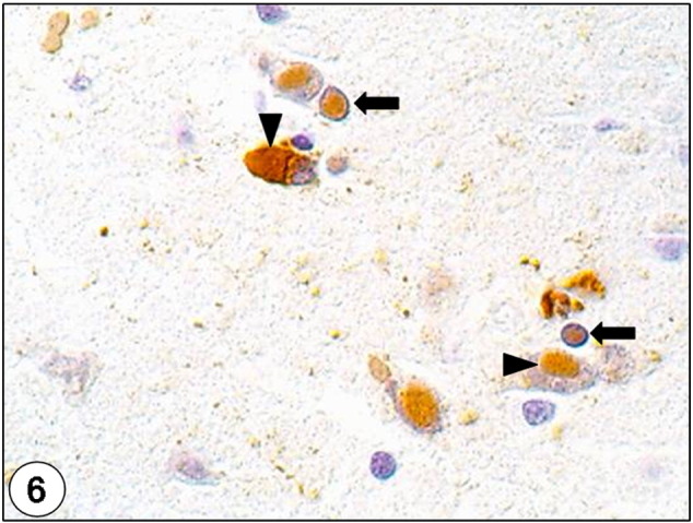 Fig. 6