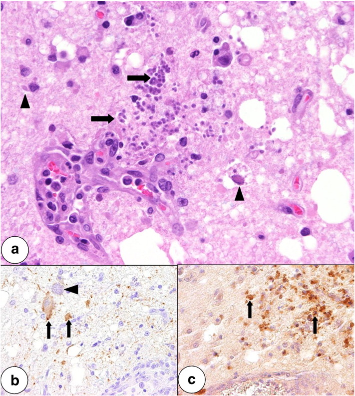 Fig. 4