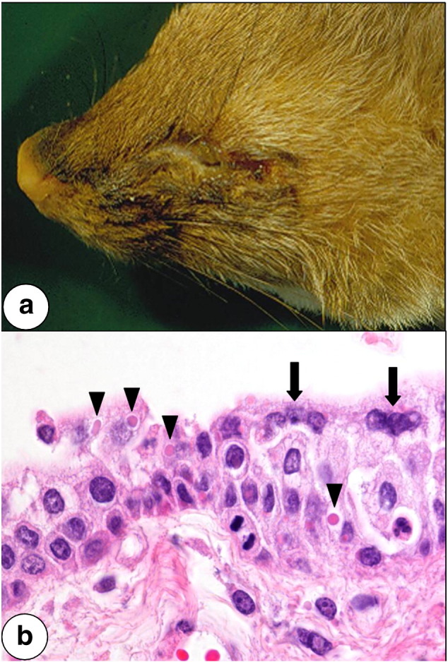 Fig. 1