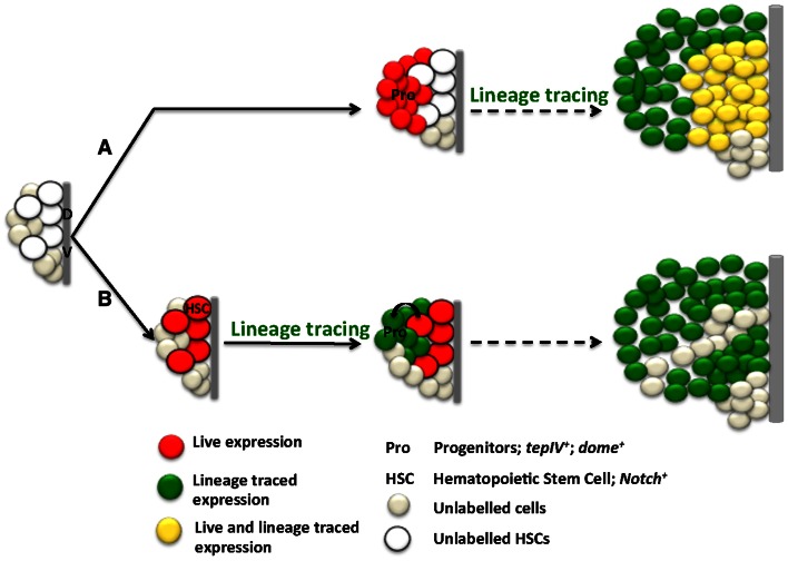 Figure 6—figure supplement 1.