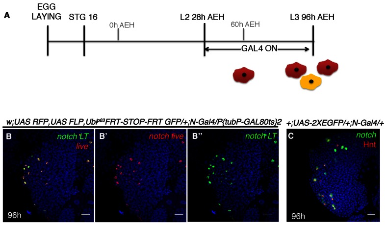 Figure 3—figure supplement 2.