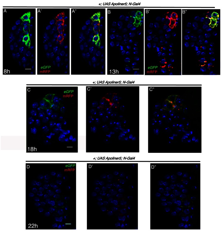 Figure 2—figure supplement 2.