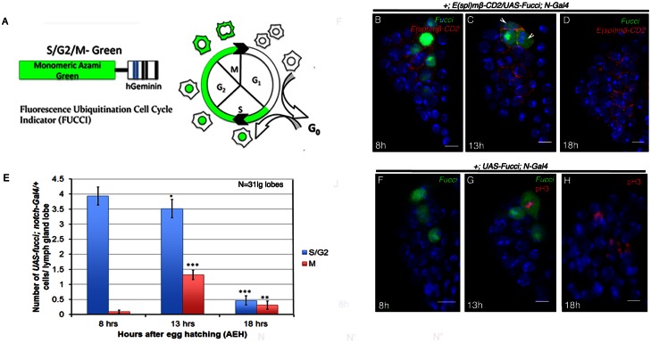 Figure 2—figure supplement 1.