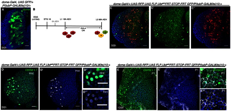 Figure 3—figure supplement 1.