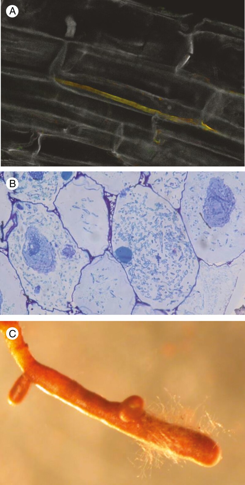 Figure 3.