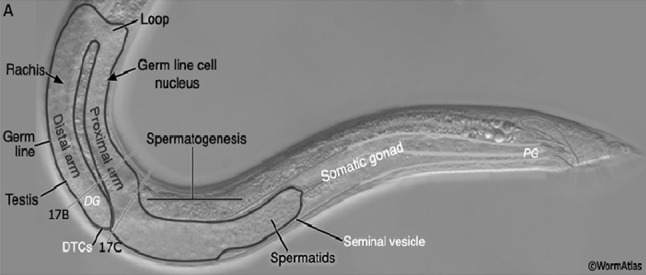 Fig. 12