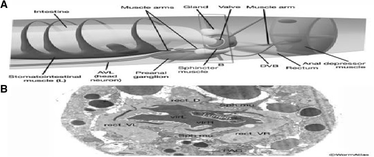 Fig. 10