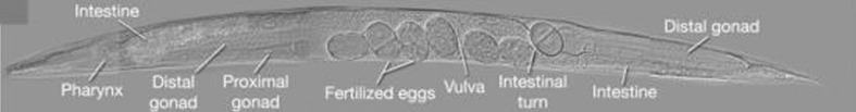 Fig. 9