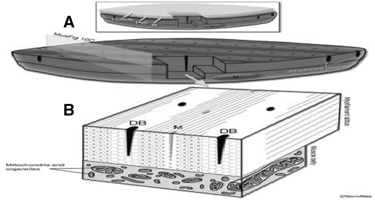 Fig. 5