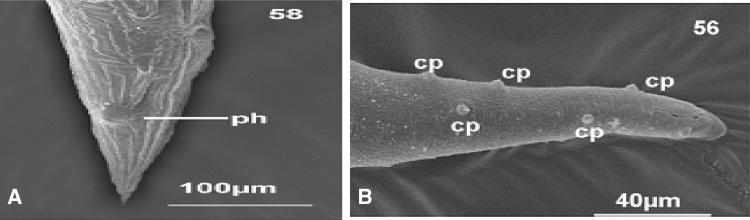 Fig. 7